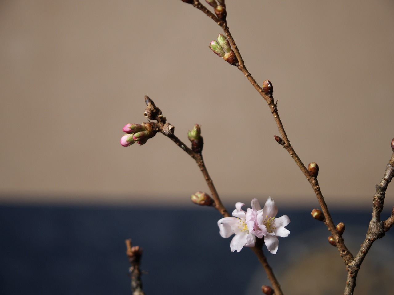 師走の桜 4
